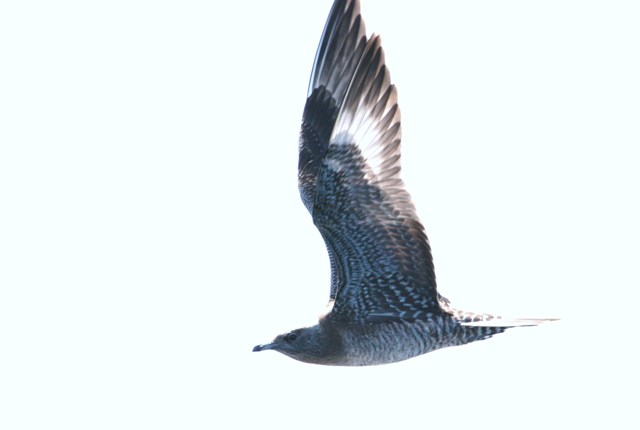 Long-tailed Jaeger